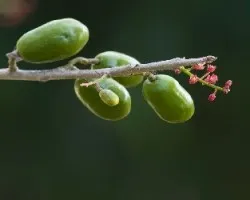 Anacardiaceae