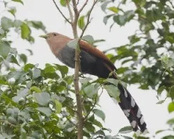 Piaya cayana