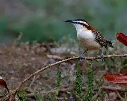 Campylorhynchus rufinucha