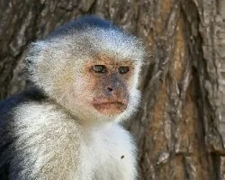 Cebus Capucinus 