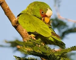 Amazona albifrons