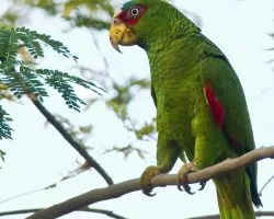 Amazona albifrons