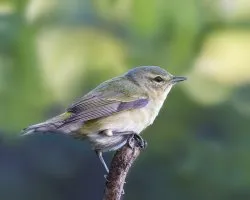 Oreothlypis peregrina