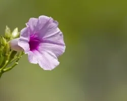 Ipomoea fistula