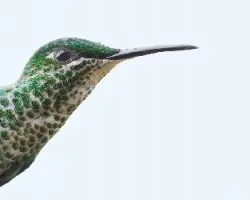 Heliodoxa jacula