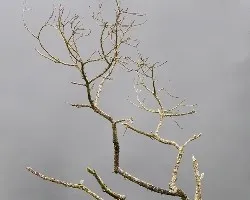 Rama seca