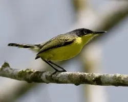 Todirostrum cinereum