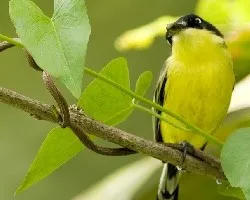 Todirostrum cinereum