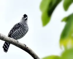 Thamnophilus doliatus