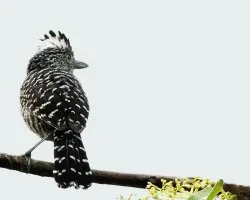 Thamnophilus doliatus