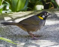 Melozone leucotis