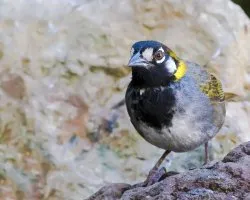 Melozone leucotis
