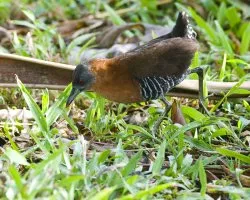 Laterallus albigularis