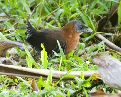 Laterallus albigularis