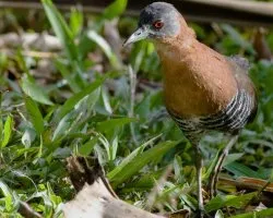 Laterallus albigularis