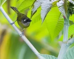 Chlorospingus ophthalmicus