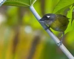 Chlorospingus ophthalmicus