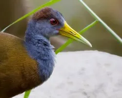 Aramides cajanea