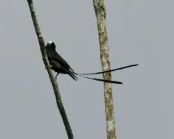 Colonia colonus