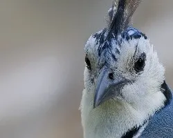 Calocitta formosa