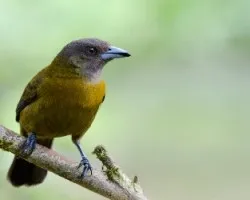 Ramphocelus costaricensis