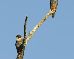 Falco rufigularis