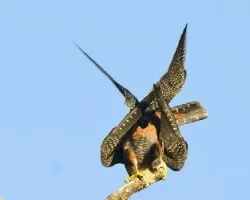 Falco rufigularis