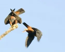 Falco rufigularis