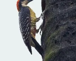 Melanerpes pucherani