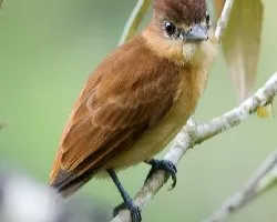 Pachyramphus cinnamomeus