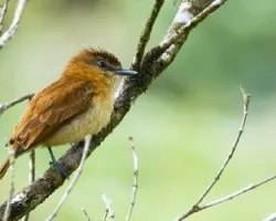 Pachyramphus cinnamomeus