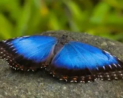 Morpho peleides