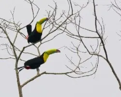 Ramphastos sulfuratus