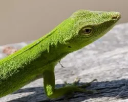 Norops biporcatus