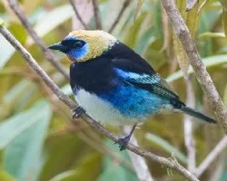 Tangara larvata