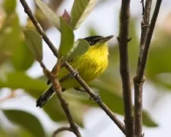 Todirostrum cinereum
