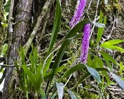 Arpophyllum giganteum 