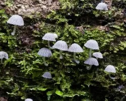 Hongos