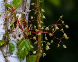 Begonia sp