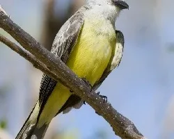Tyrannus melancholicus