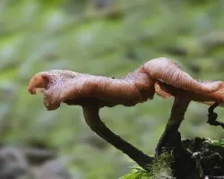 Hongo gelatinoso