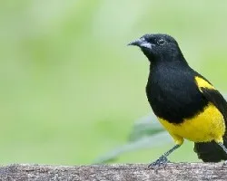 Icterus prosthemelas