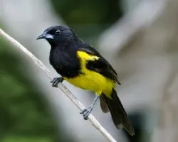 Icterus prosthemelas