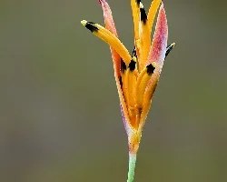 Heliconia psittacorum