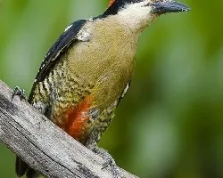 Melanerpes pucherani