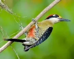 Melanerpes pucherani