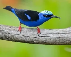 Cyanerpes cyaneus