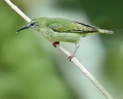 Cyanerpes cyaneus