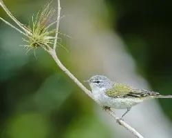 Oreothlypis peregrina