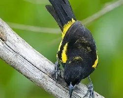 Icterus prosthemelas